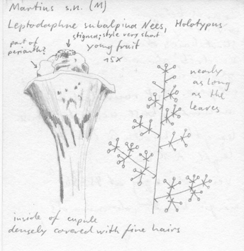 Vorschaubild Leptodaphne subalpina Nees